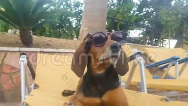 <strong>酷狗</strong>坐在躺椅上，靠着游泳池，戴着太阳镜放松。一个美丽可爱<strong>的</strong>夏天。